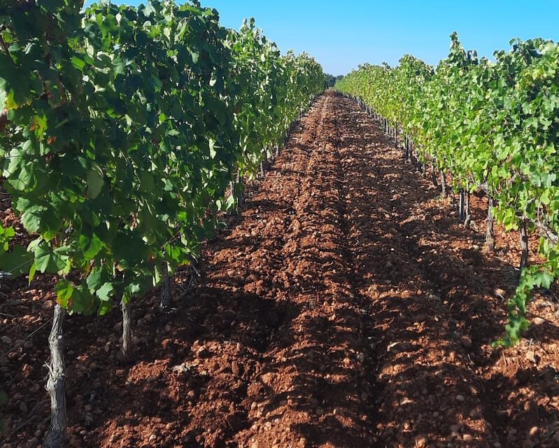 Mallorca: Wine Cellar Tour XL - 3 Wine Tastings incl. GERMAN - Key things to know before you go