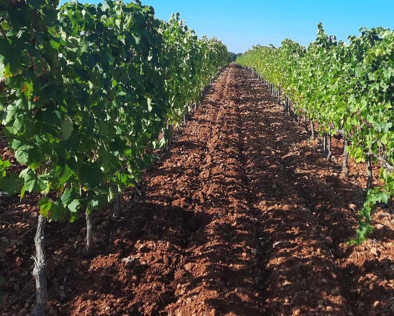 Mallorca: Wine Cellar Tour XL - 3 Wine Tastings incl. GERMAN - Majorcan wine tastings: how to enjoy 3 stops without going too hard