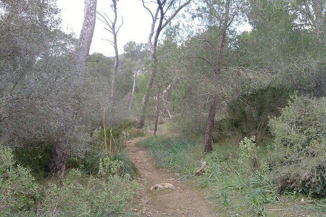 MTB guided tour in Bellver forest and Na Burguesa m.(E-MTB avai.) - Your bikes: hardtail safety, SRAM setup, and the e-MTB option