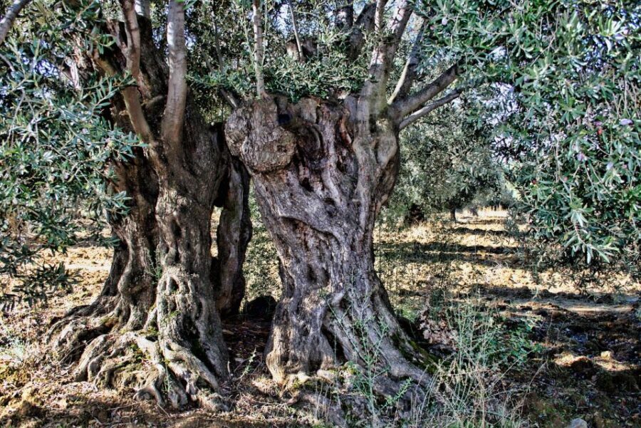 Olive plant and mill visit and tasting - Tasting extra virgin: how to learn without turning it into a science exam