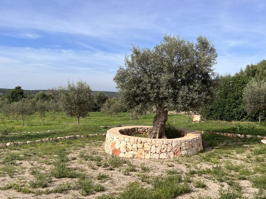 Olive plant and mill visit and tasting - Price and value: is $112 actually fair?