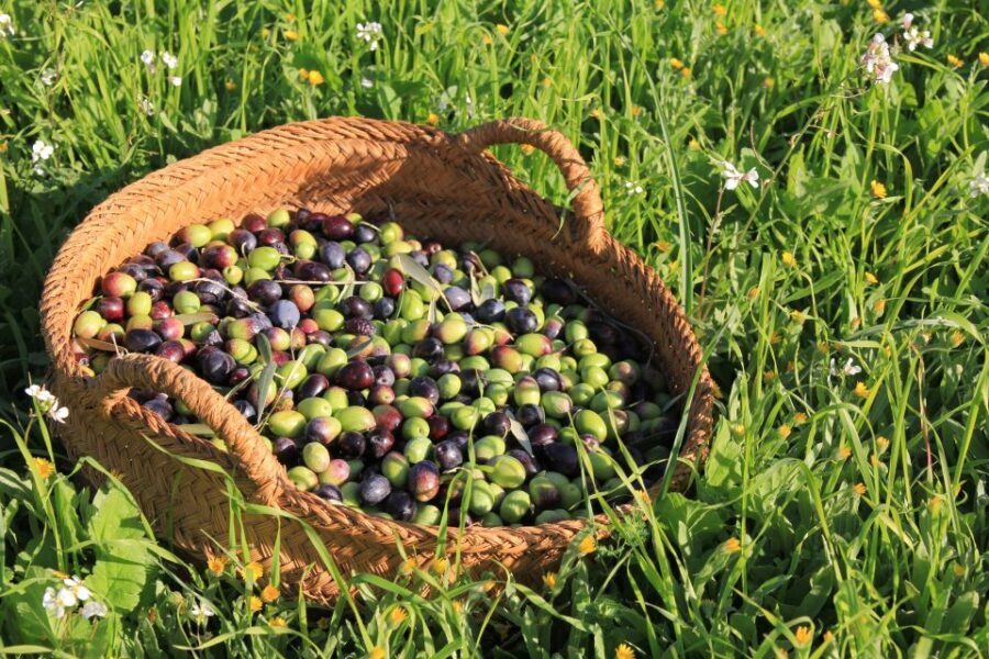 Olive plant and mill visit and tasting - Walking the olive grove: what you should actually notice