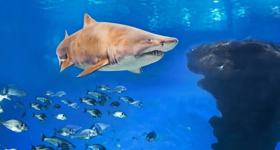 Palma de Mallorca: Shark Dive at Palma Aquarium - Key Points You Should Know Before Booking