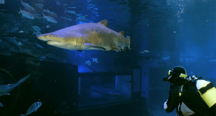 Palma de Mallorca: Shark Dive at Palma Aquarium - Palma Aquarium’s Big Blue Tank: What You’re Actually Paying For