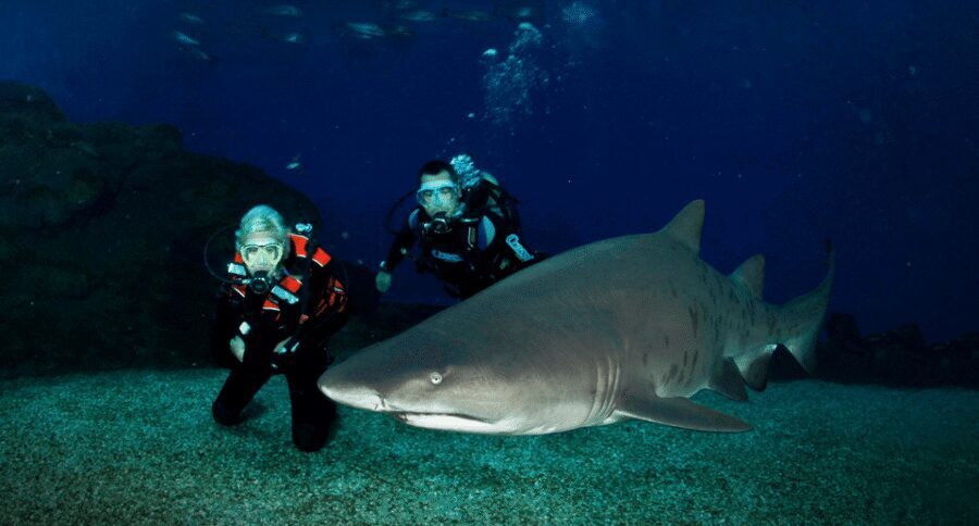 Palma de Mallorca: Shark Dive at Palma Aquarium - The 30-Minute Underwater Time With 11 Sharks and Rays