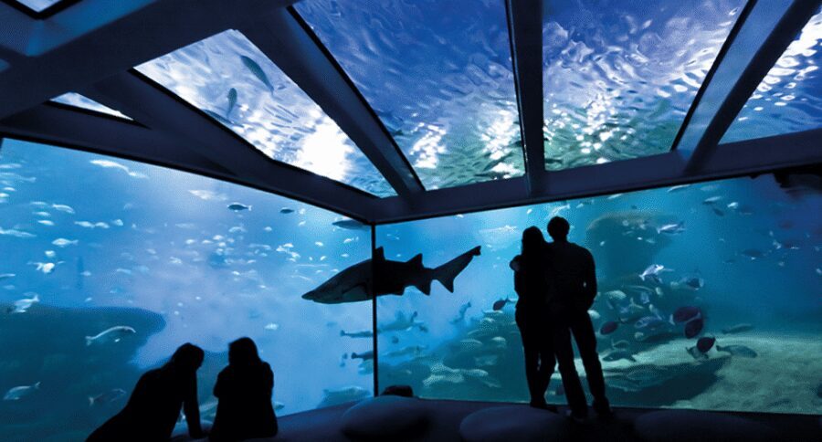 Palma de Mallorca: Shark Dive at Palma Aquarium - After the Underwater Session: Your 1.5-Hour Aquarium Time