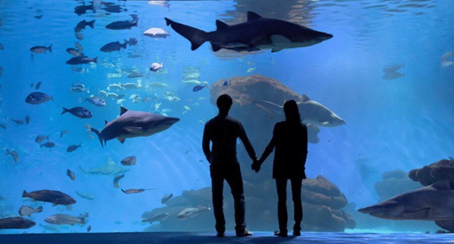 Palma de Mallorca: Shark Dive at Palma Aquarium - Should You Book This Shark Experience at Palma Aquarium?