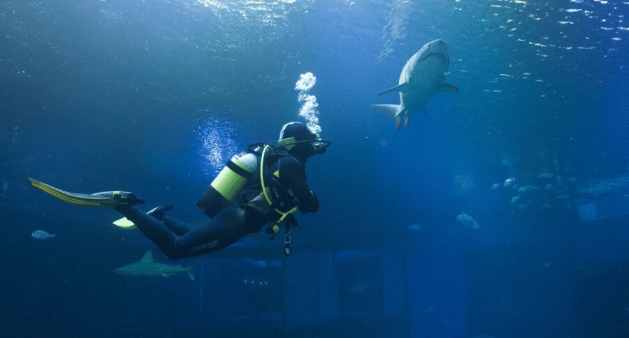 Palma de Mallorca: Shark Dive at Palma Aquarium - Your 40-Minute Safety Briefing: Where Confidence Gets Built