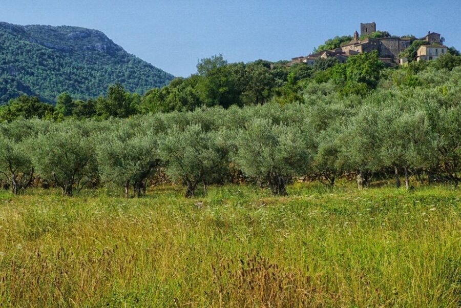 Palma de Mallorca: Son Juliana Wine Experience and Tasting - Key highlights that matter before you book