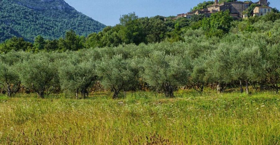 Palma de Mallorca: Son Juliana Wine Experience and Tasting - Price and value: is $51 per person a fair deal?