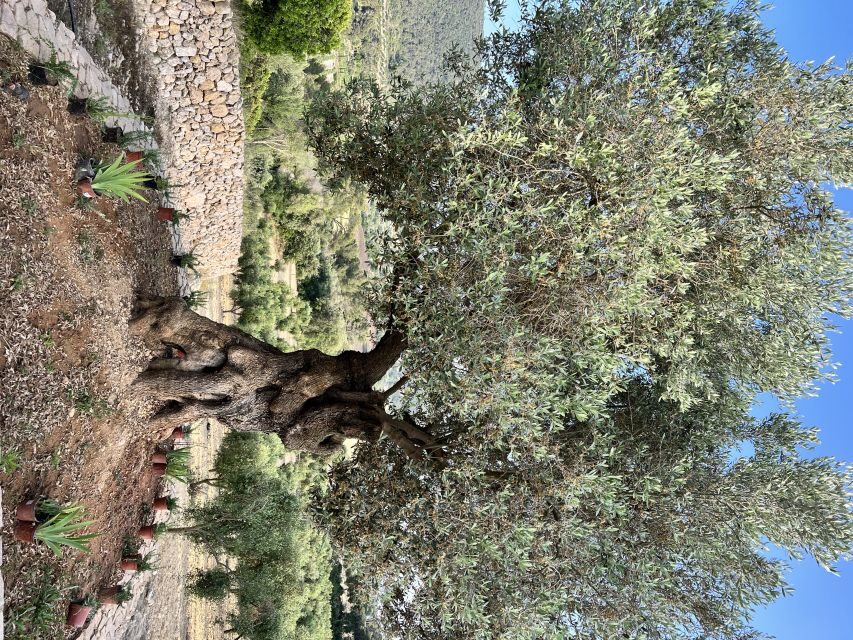 Palma: Orange Farm, Olive Mill, & Winery Tour with Tastings - Price and Value: Is $221 a Fair Deal?