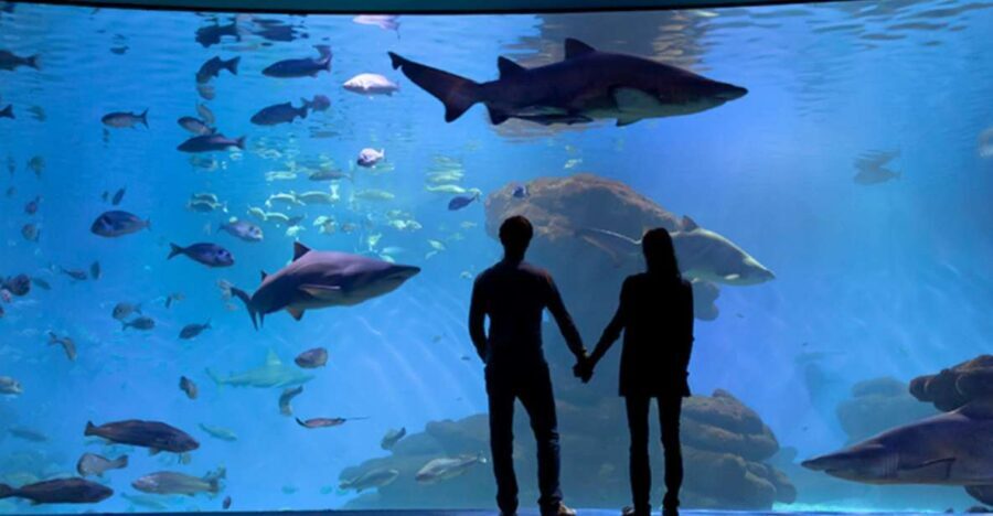 Palma: Palma Aquarium Ticket with Transfer Service - Key Highlights at Palma Aquarium (What Makes This Ticket Worth It)