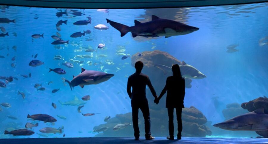 Palma: Palma Aquarium Ticket with Transfer Service - Food and Break Time: Don’t Skip It