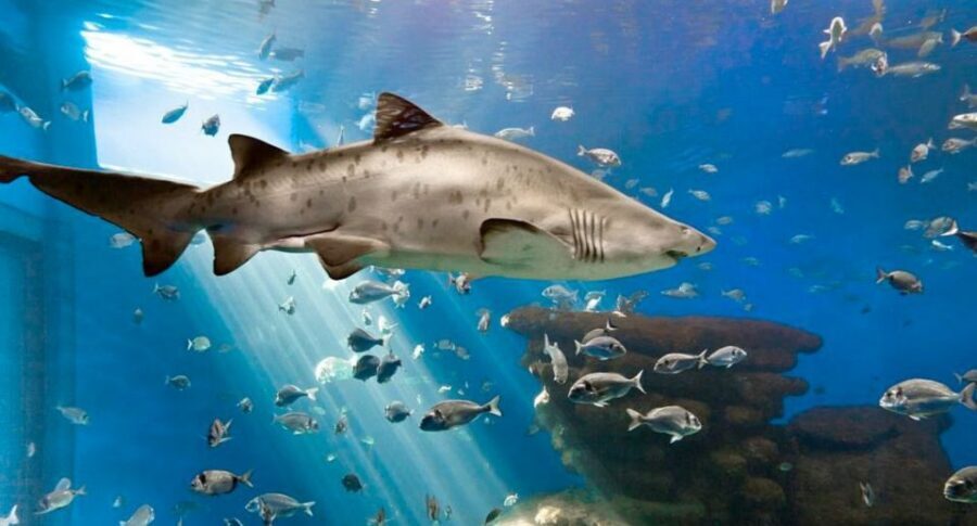 Palma: Palma Aquarium Ticket with Transfer Service - How the Transfer Service Changes Your Aquarium Day