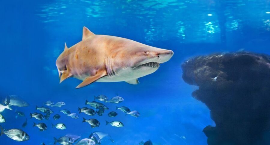 Palma: Palma Aquarium Ticket with Transfer Service - The Aquarium Circuit: 1 Kilometer of Habitats and Learning