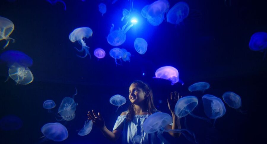 Palma: Palma Aquarium Ticket with Transfer Service - Big Blue: Europe’s Deep Shark Tank Experience