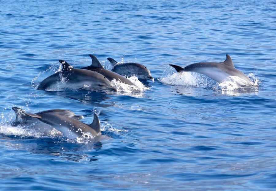 Pollença: Dolphin Watching Boat Excursion - Key Highlights Worth Waking Up For