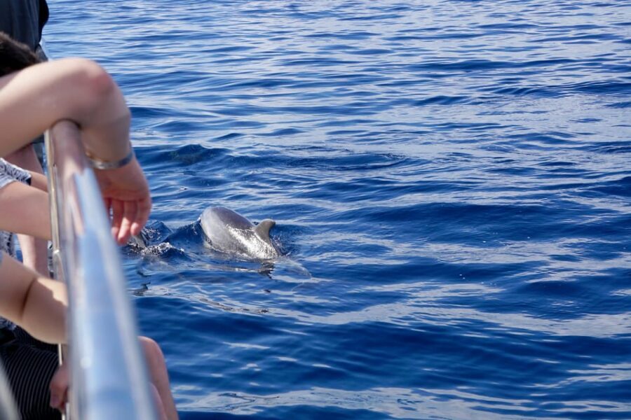 Pollença: Dolphin Watching Boat Excursion - The Northern Coast Ride: What You’re Actually Seeing