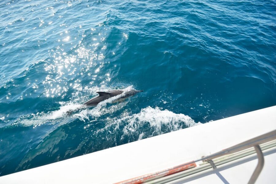 Pollença: Dolphin Watching Boat Excursion - Where You Meet and How the Morning Flows