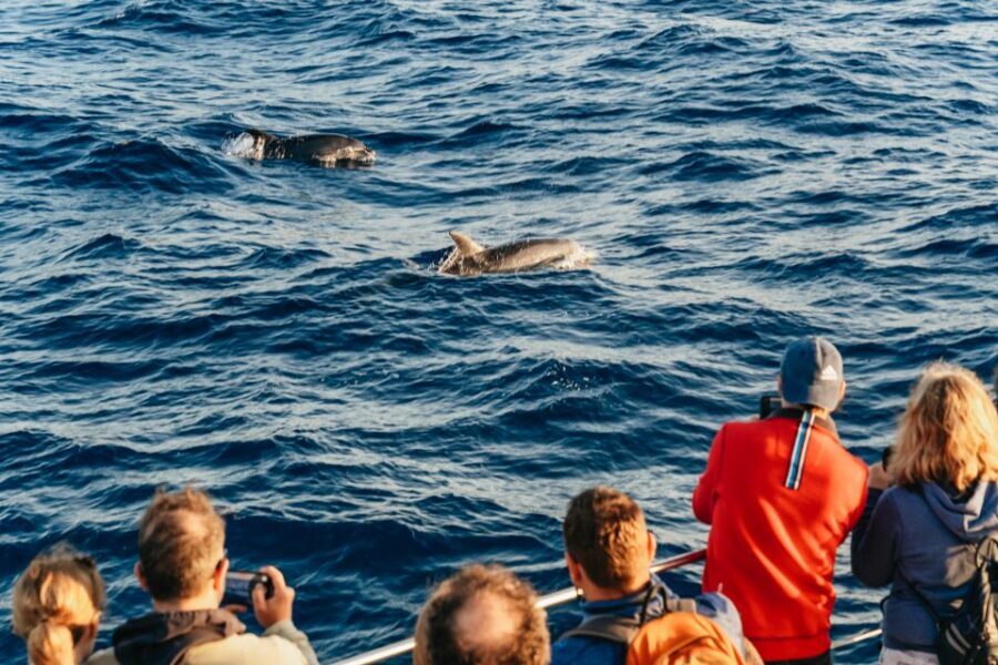 Port d'Alcudia: Sunrise at Sea & Dolphin Watching Boat Tour - Who this tour fits best (and who should rethink)