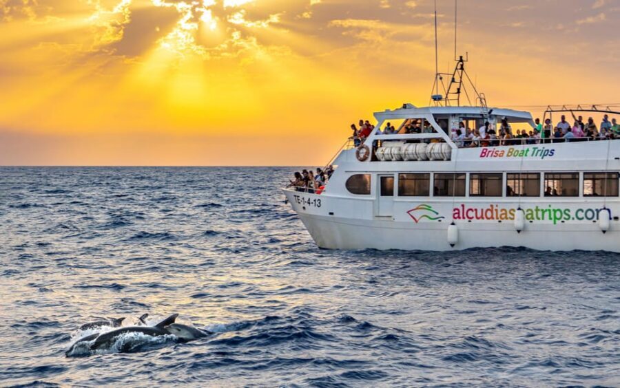 Port d'Alcudia: Sunrise at Sea & Dolphin Watching Boat Tour - The 1-hour catamaran ride: when the sea goes from dark to magical