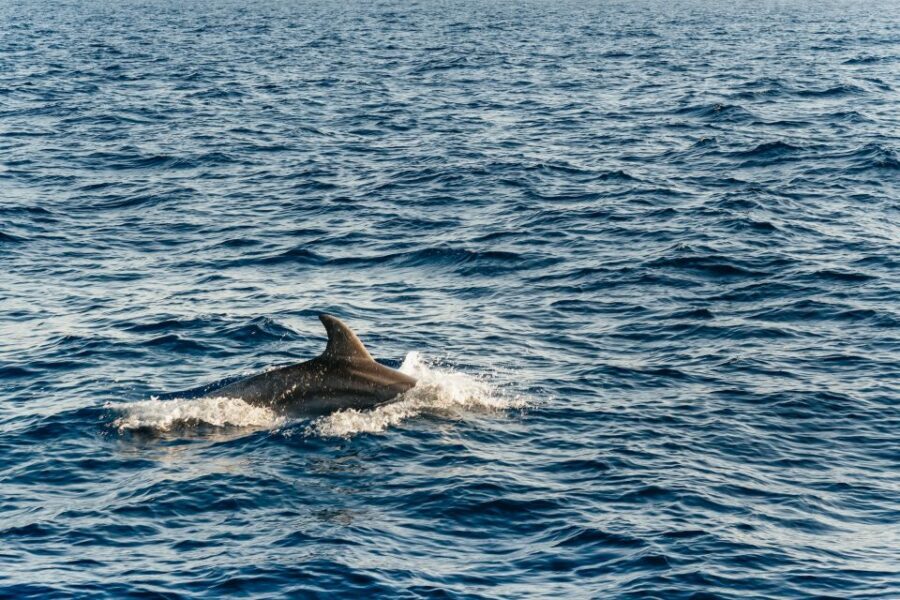 Port d'Alcudia: Sunrise at Sea & Dolphin Watching Boat Tour - The rest of the ride back: views, coastline, and time to reset
