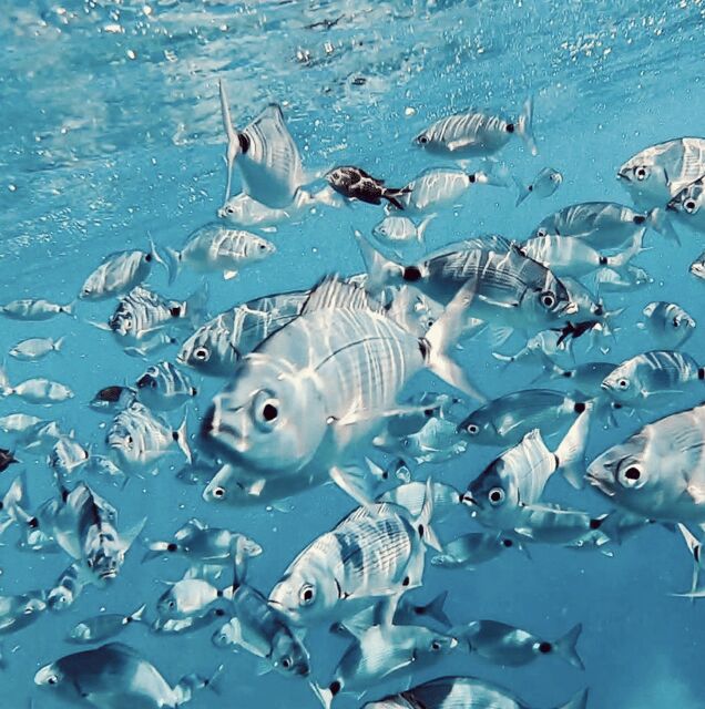 Port de Sóller: Snorkeling Tour with Professional Guide - Morning tour: a 10 am start for about 4 hours of snorkeling time