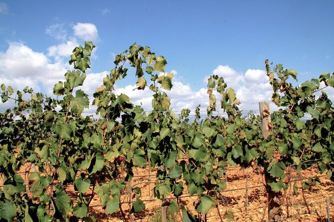 Sa Clasta Mallorca Wine Tours - Pa Amb Oli Lunch: The Local Meal That Keeps You Going