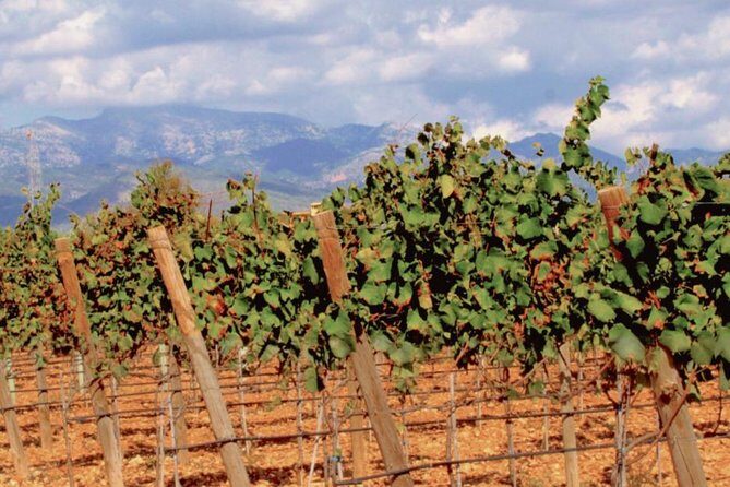 Sa Clasta Wine Tours, Mallorca - Lunch on a wine tour that doesn’t forget food
