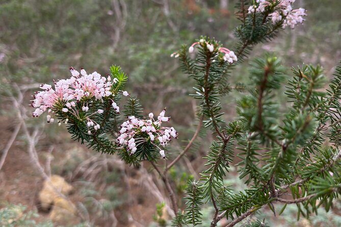 Sierra de Tramuntana hike with small picnic - From Palma to the Tramuntana, without the hassle