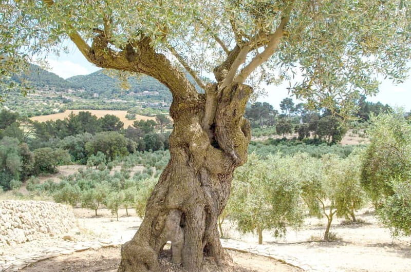 Small group- Exclusive Olive Oil & Wine Tour Mallorca - How the day flows: hotel pickup to two guided tastings