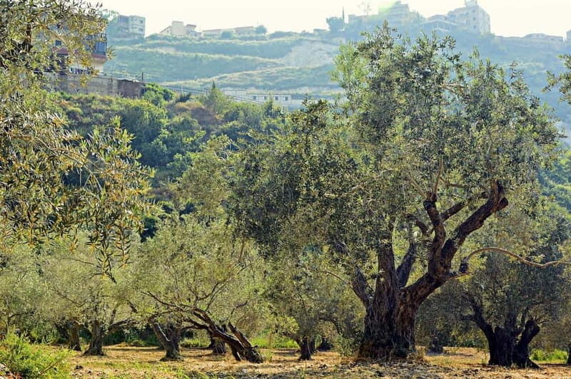 Small group- Exclusive Olive Oil & Wine Tour Mallorca - First stop: a traditional olive oil mill and what you’ll taste
