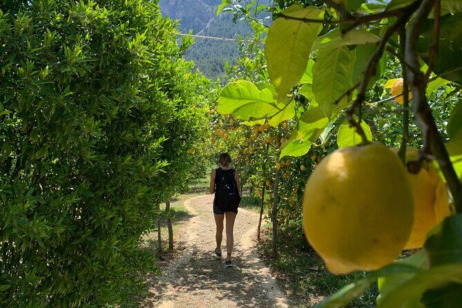 Soller Valley Private Tour and Walking in Orange Paradise - Timing and Pace: How a 4 to 5 Hour Private Tour Actually Feels