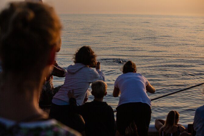 Sunrise Boat Trip in Mallorca with Dolphin-Watching - Boarding in Port d’Alcúdia: What Happens Before You See Dolphins
