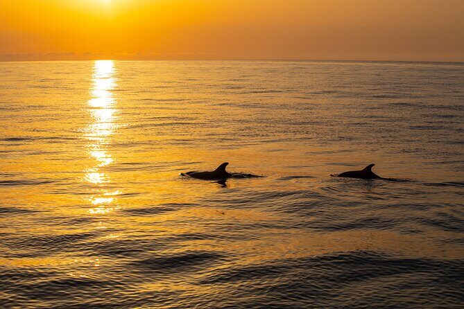 Sunrise Boat Trip in Mallorca with Dolphin-Watching - Crew, Music, and Communication: When It Feels Great (and When It Doesn’t)