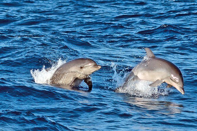Sunrise Boat Trip in Mallorca with Dolphin-Watching - Timing, Meeting Point, and the Early-Morning Reality