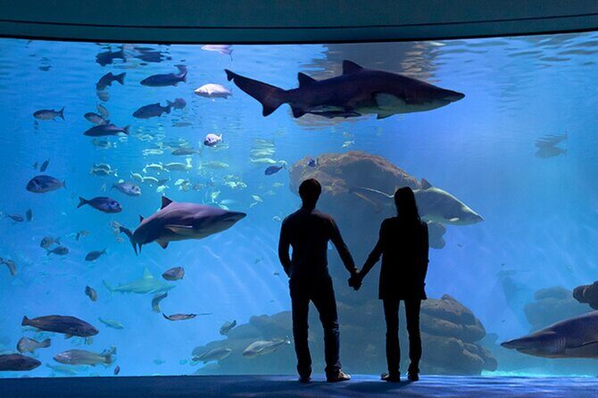 Ticket Palma Aquarium - Palma Aquarium Tickets: What You’re Actually Buying