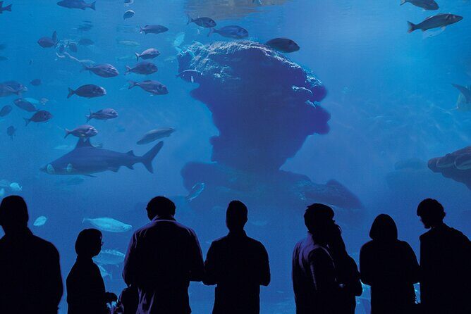 Ticket Palma Aquarium - Crowd Control: Noise, Layout Confusion, and How to Stay Comfortable