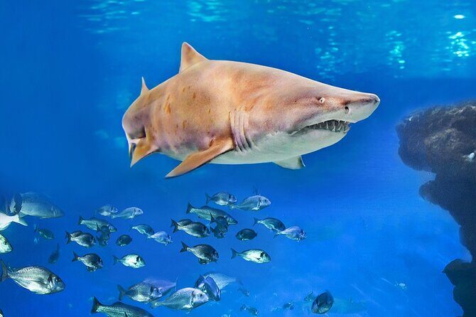 Ticket Palma Aquarium - Who Should Book This Aquarium Ticket?