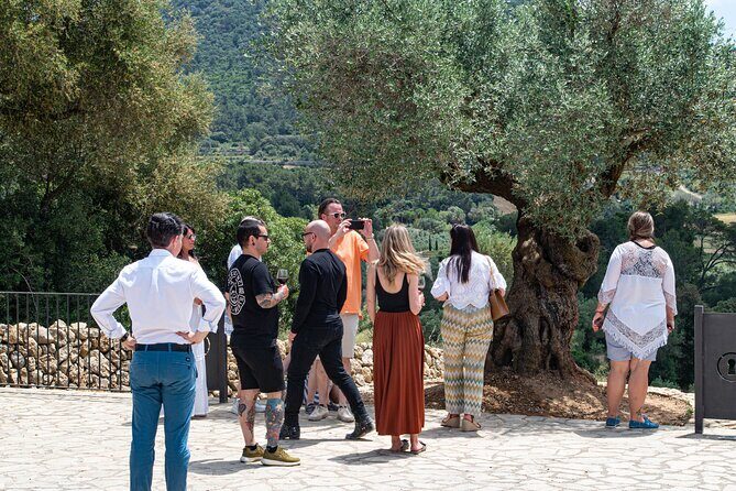 Tour to olive grove and olive mill, oil tasting and snack - Who should book Treurer (and who might skip it)