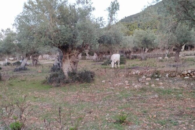 Valldemossa lookouts and S'Estaca - Price and What You Get for $127.99 Per Person