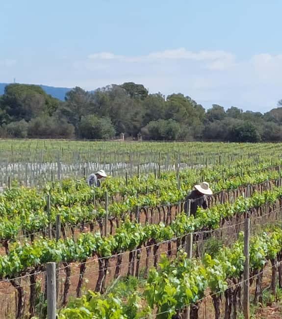 VISIT BODEGAS BORDOY ,DEGUSTACION 5 WINES, FINGER FOOD - Entering the bodega: the production tour that actually teaches