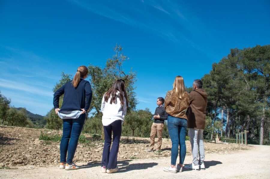 Visit of the olive grove, olive oil tasting and snack - Should you book the Treurer EVOO olive grove visit?