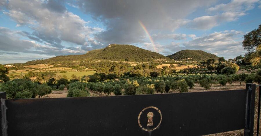 Visit of the olive grove, olive oil tasting and snack - Finca Treurer: a true EVOO stop near Treurè