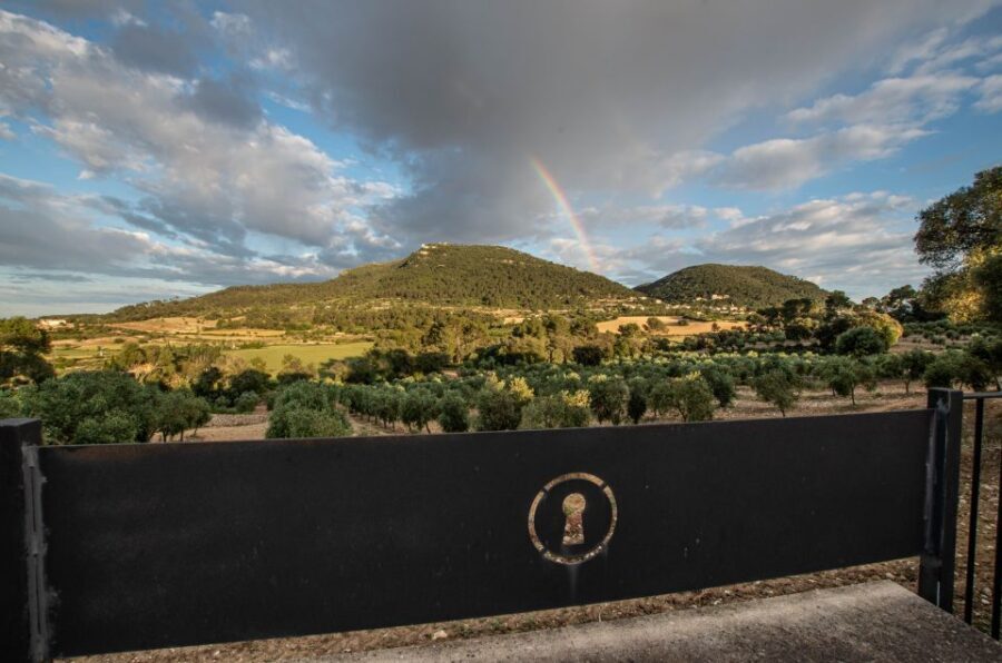 Visit of the olive grove, olive oil tasting and snack - The olive grove stroll: learning in the field, not just indoors