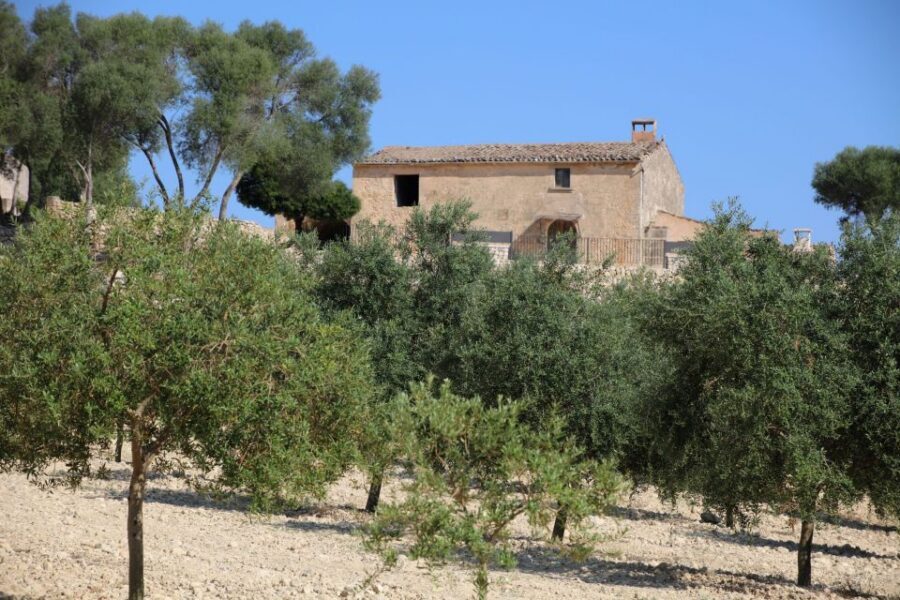 Visit of the olive grove, olive oil tasting and snack - The mill processes: how premium EVOO is made step by step