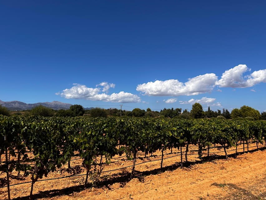 Weinsonntag auf Mallorca - When you’ll love it most (and when you should think twice)